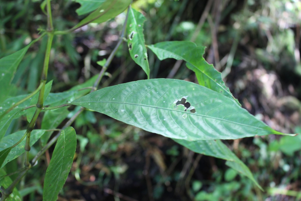 Strobilanthes habracanthoides J.R.I.Wood